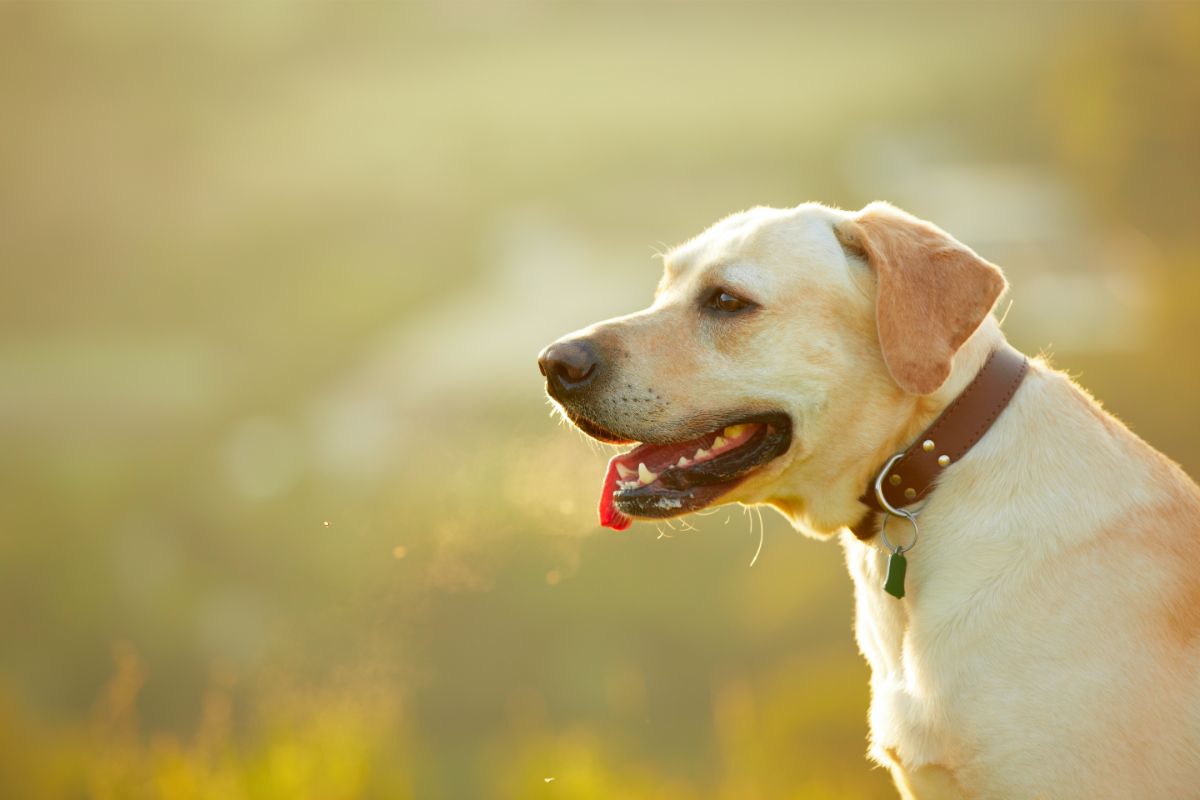 Der Labrador Retriever: Ein treuer Begleiter und Familienhund