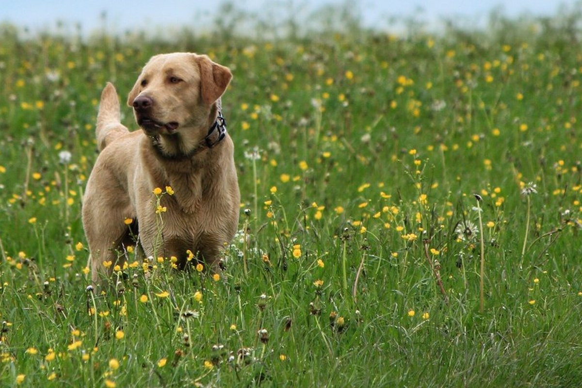 Labrador oder Golden Retriever: Der Standardvergleich
