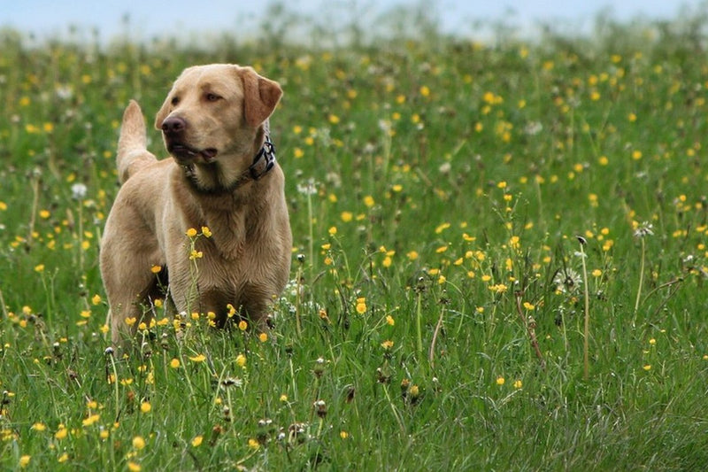 Labrador oder Golden Retriever: Der Standardvergleich