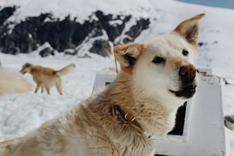 Der Labsky: Ein detaillierter Leitfaden über den Labrador-Husky-Mix