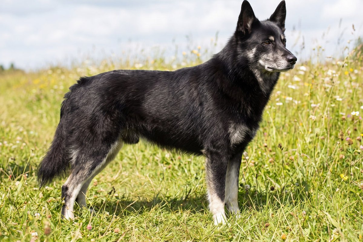 Lappländischer Rentierhund: Größe, Fell und Aufgabe