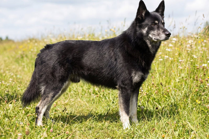 Lappländischer Rentierhund: Größe, Fell und Aufgabe