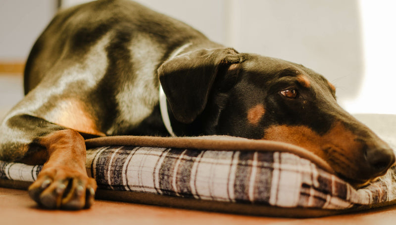 Leishmaniose beim Hund verstehen