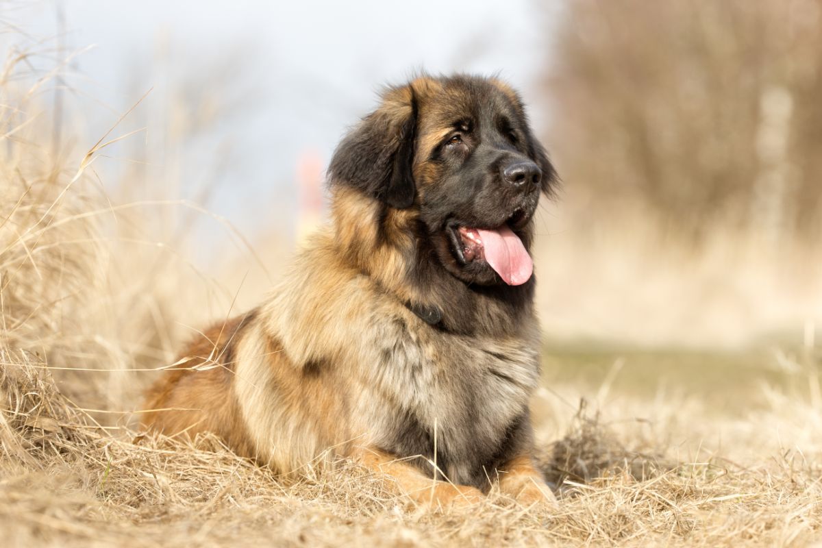 Der Leonberger: Eine treue Seele auf vier Pfoten