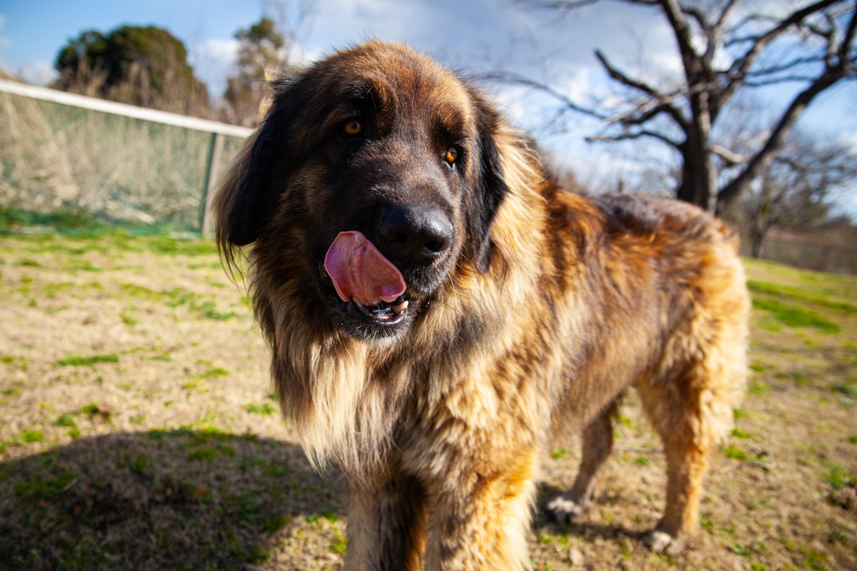 Leonberger: Größe, Wesen und Pflege