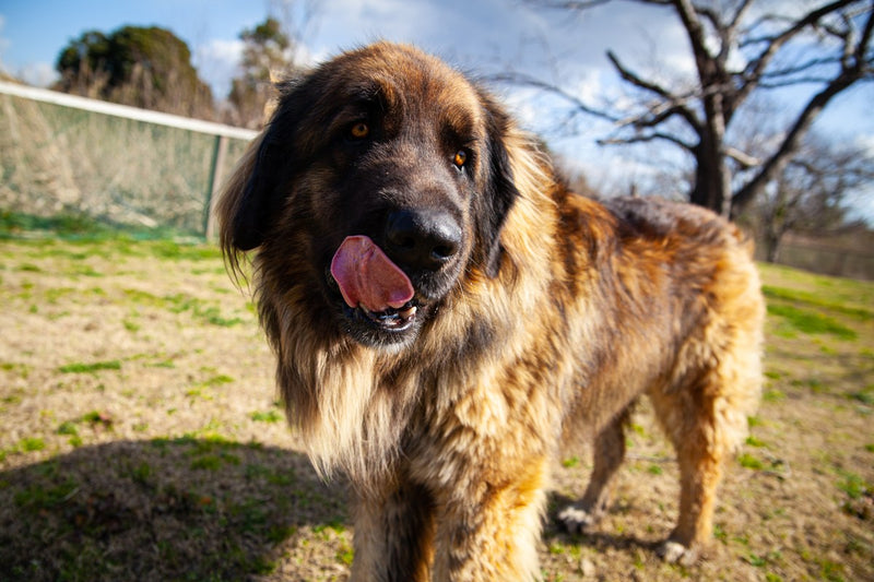 Leonberger: Größe, Wesen und Pflege