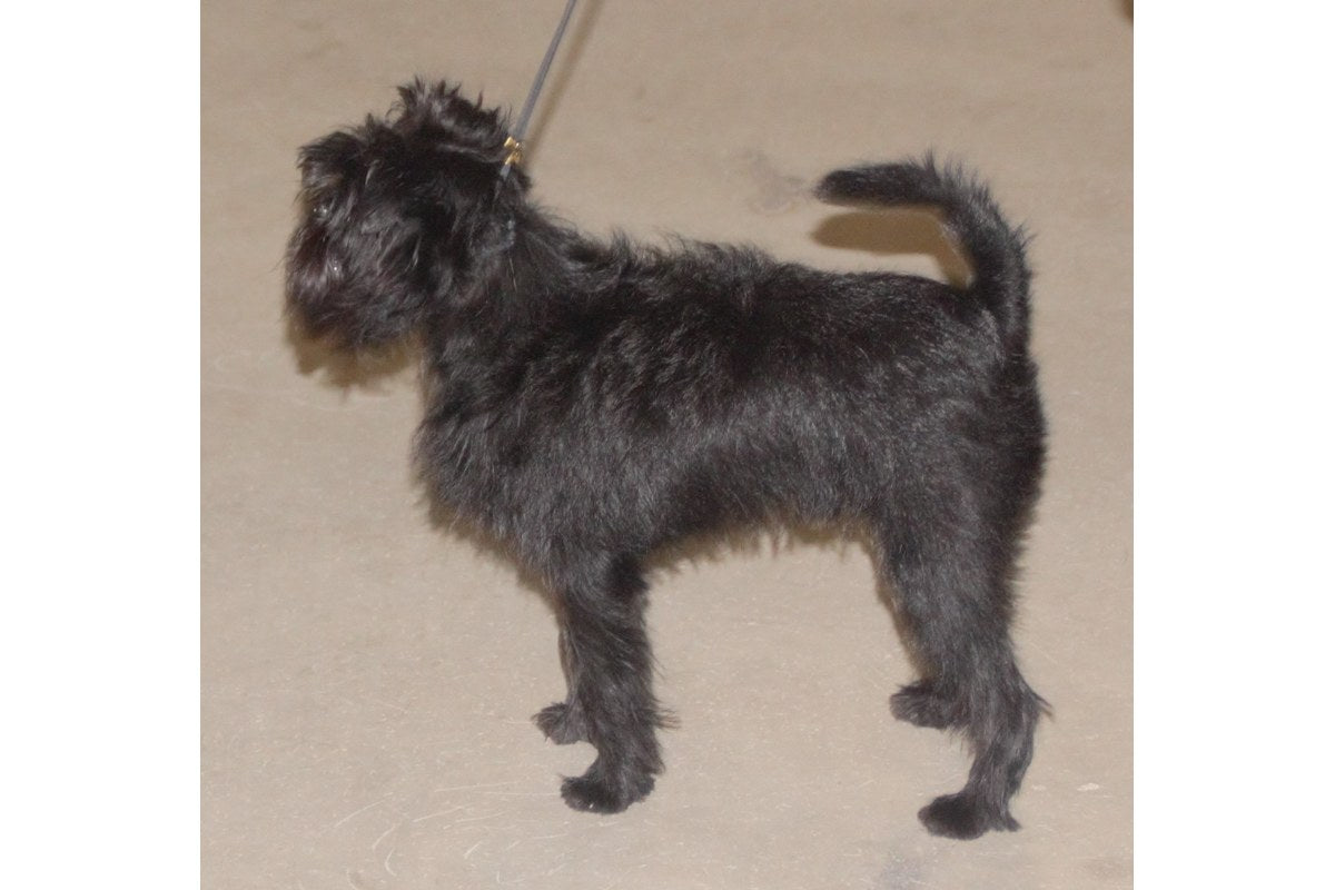 Affenpinscher: Größe, Wesen und Pflege