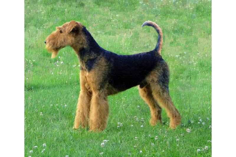 Airedale Terrier: Größe, Wesen und Pflege