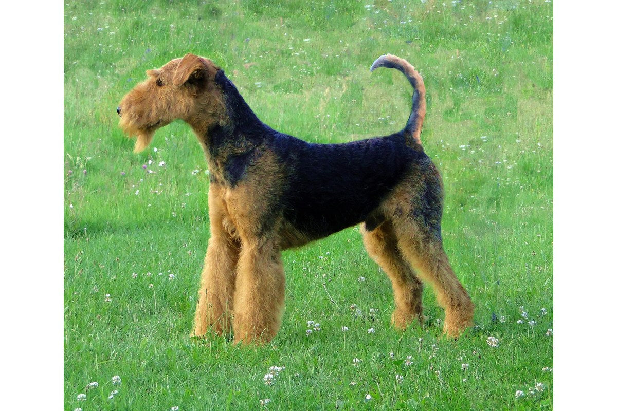 Airedale Terrier: Größe, Wesen und Pflege