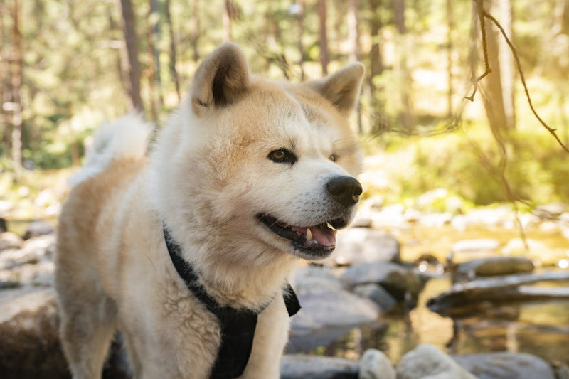 Akita Inu: Charakter, Größe und Erziehung