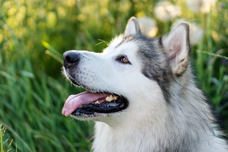 Alaskan Malamute: Größe, Wesen und Haltung