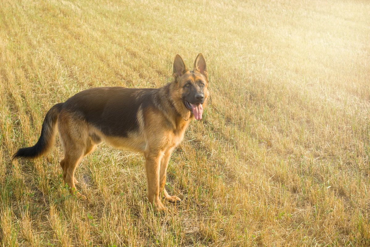 Altdeutscher Schäferhund: was hinter dem Namen steckt