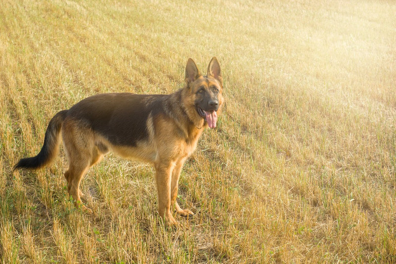 Altdeutscher Schäferhund: was hinter dem Namen steckt