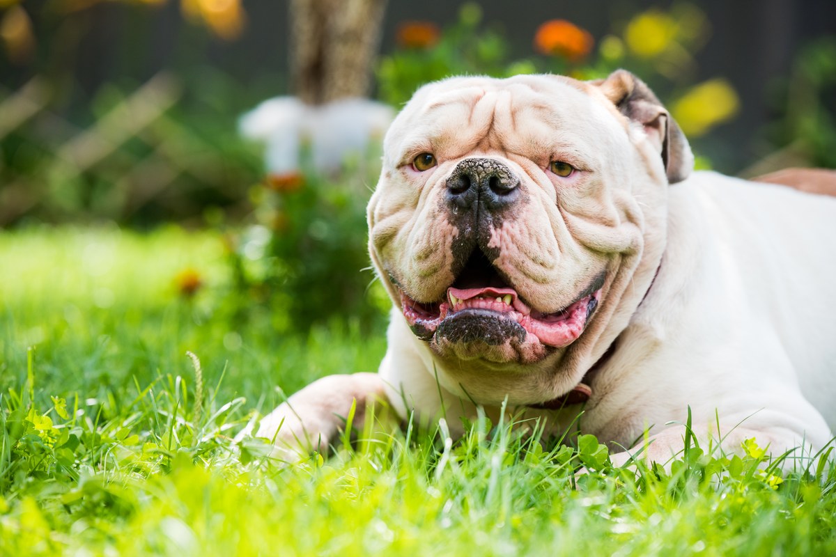 American Bulldog: Was du vor dem Kauf wissen musst
