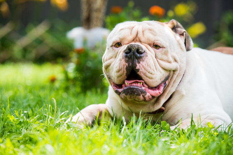 American Bulldog: Was du vor dem Kauf wissen musst