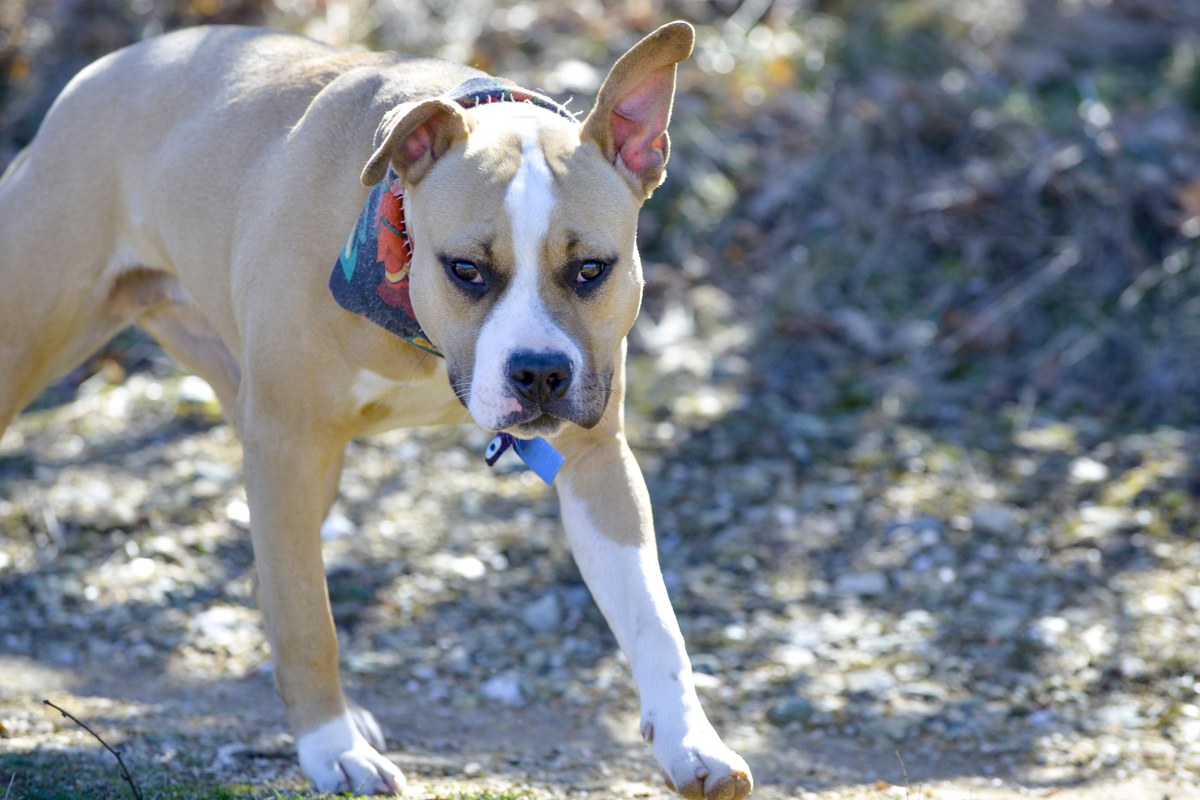 American Staffordshire Terrier: Wesen, Größe, Recht