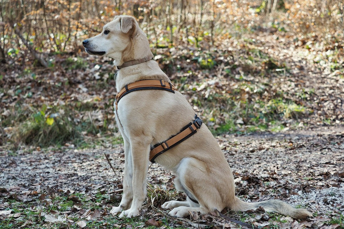 Analfisteln beim Hund: Ursachen, Verlauf, Behandlung