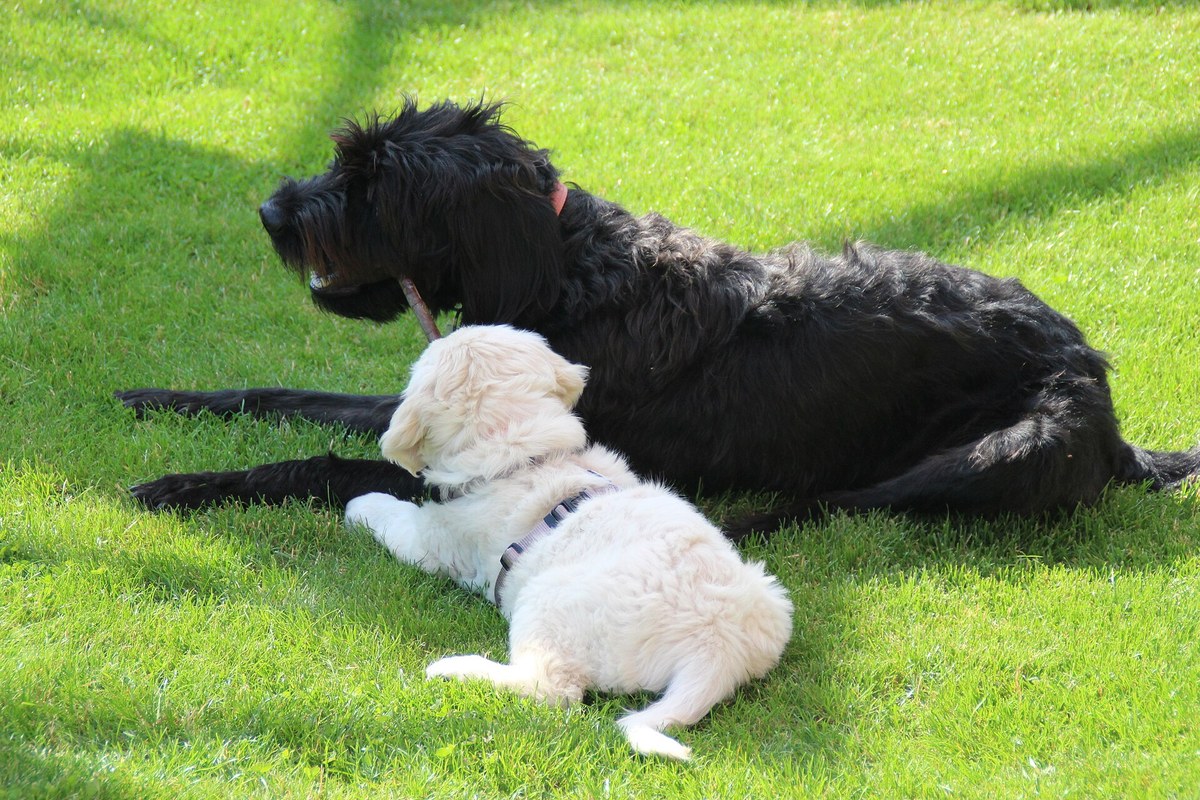 Warum Hunde andere Hunde anknurren: 6 Ursachen