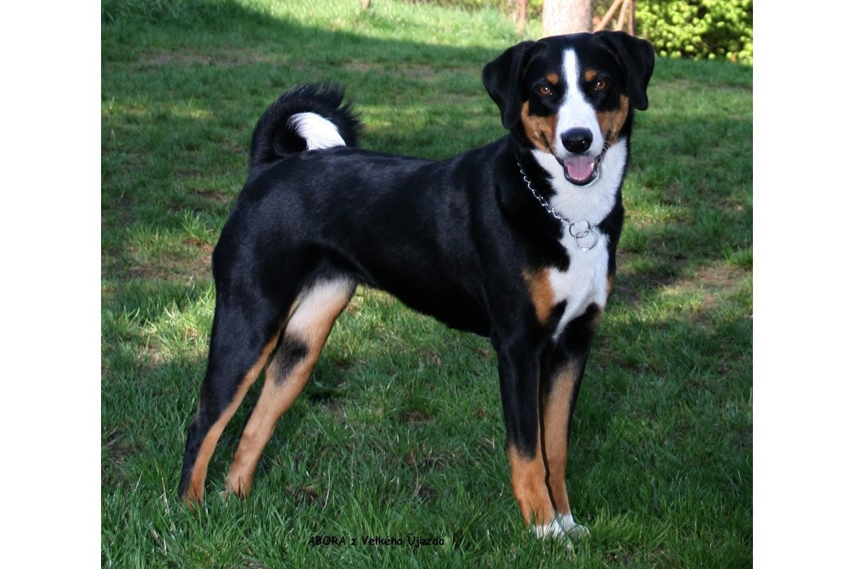 Appenzeller Sennenhund: Größe, Wesen und Haltung