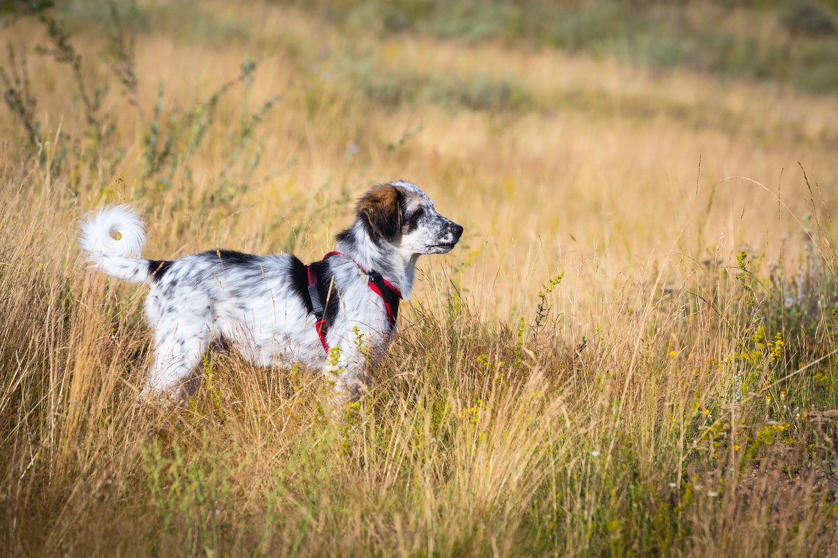 Australian Shepherd × Labrador: Zwei Arbeitslinien