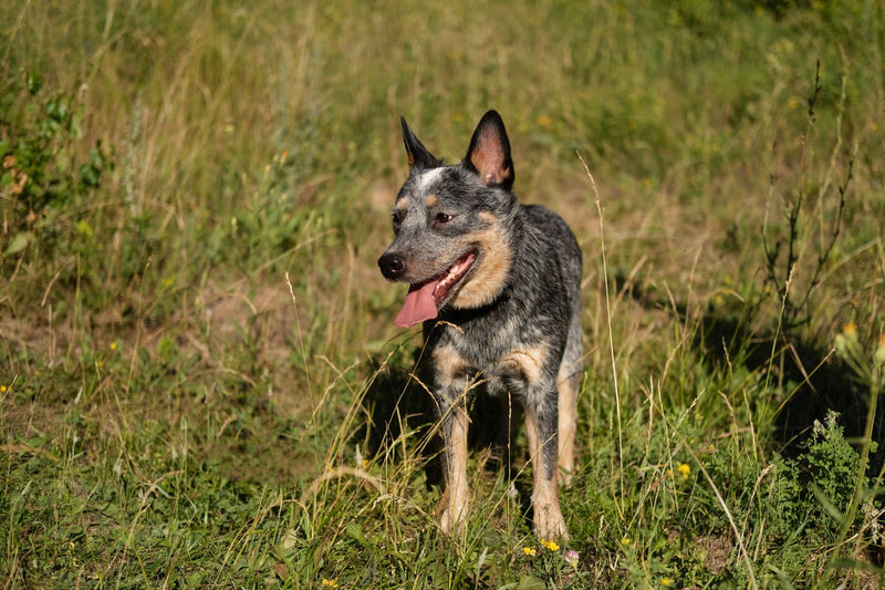 Australian Cattle Dog: Wesen, Größe und Auslastung