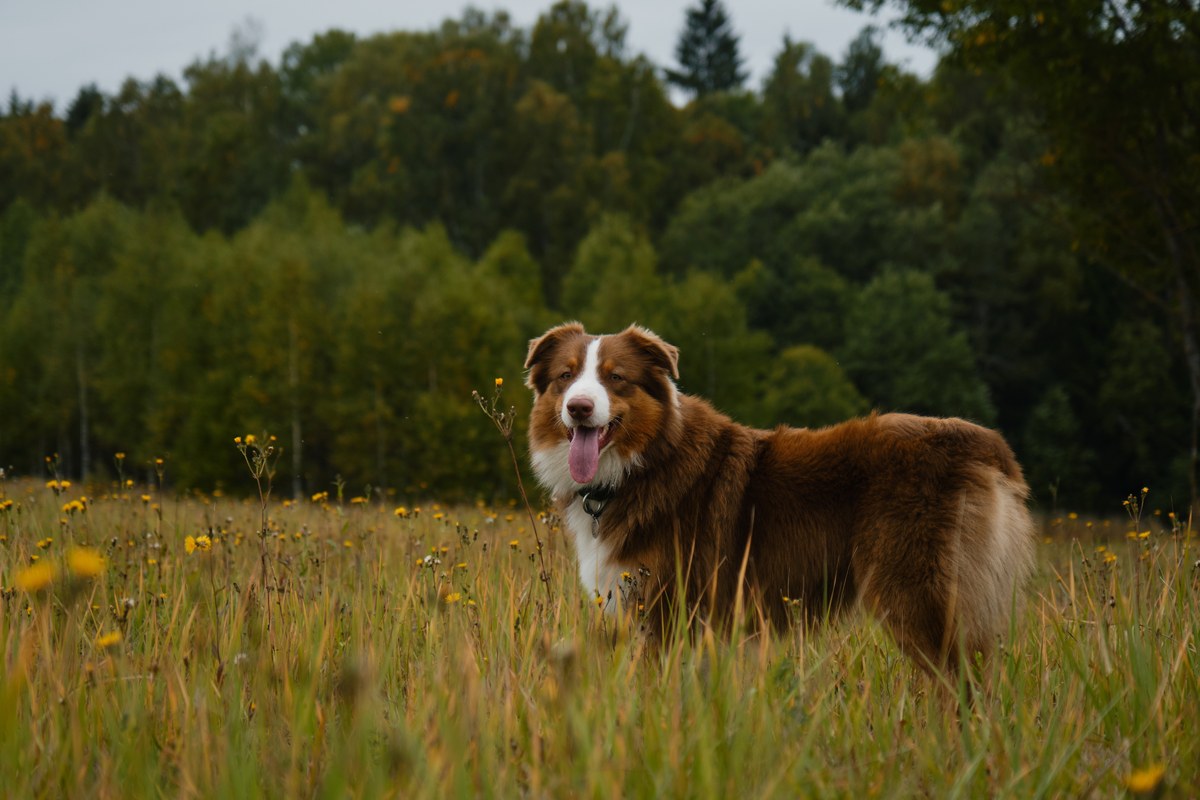 Australian Shepherd: Wesen, Größe und was er braucht