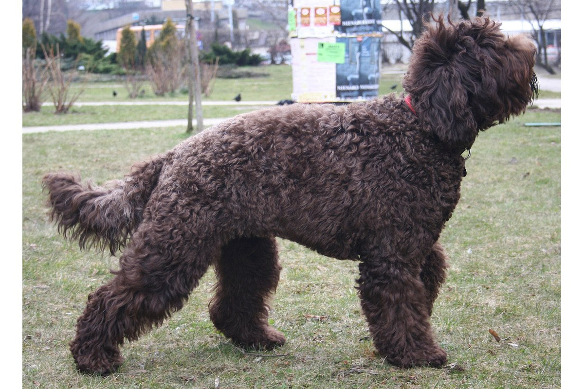 Französischer Wasserhund (Barbet): Größe und Wesen