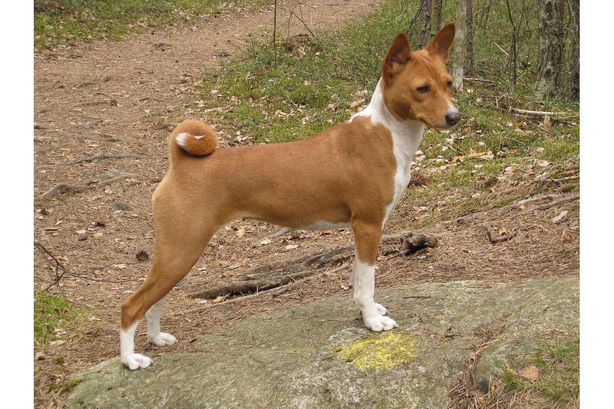 Basenji: Größe, Wesen und Erziehung