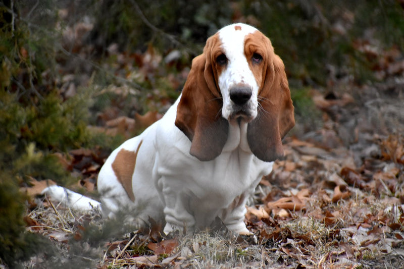 Basset Hound: Größe, Wesen und Alltag