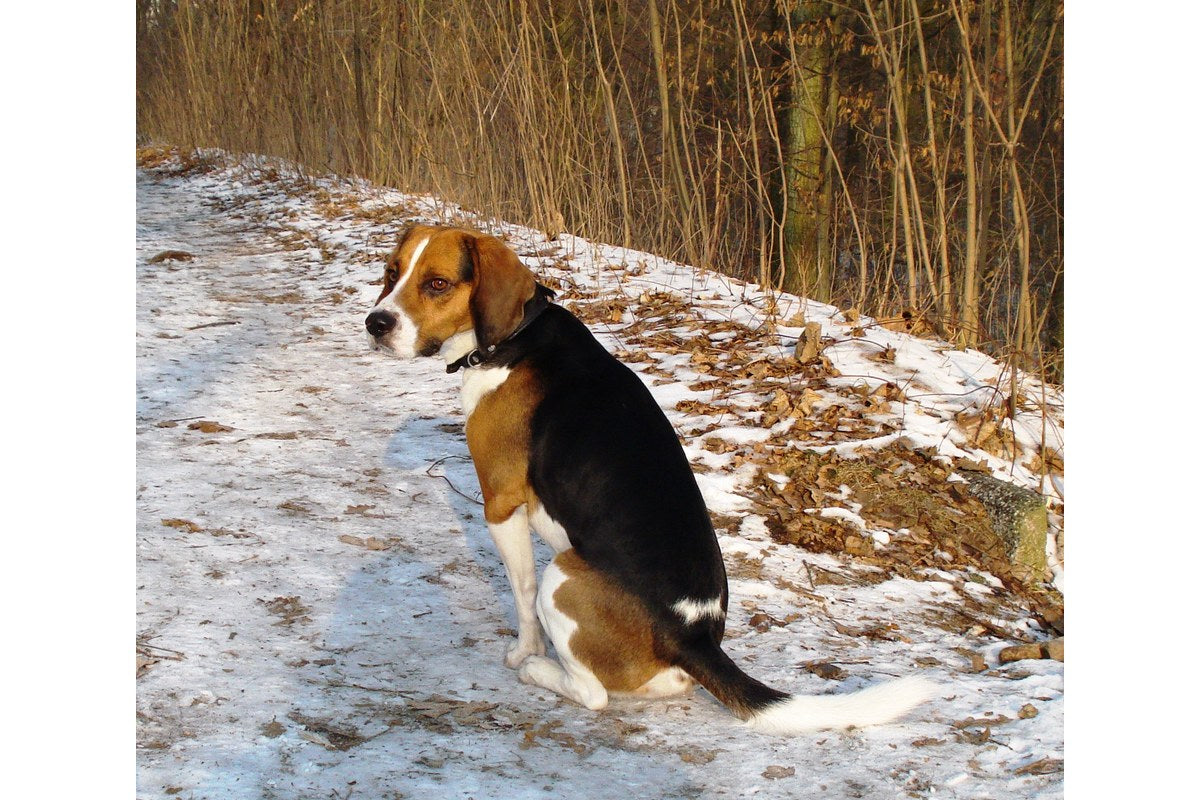 Beagle Harrier: Größe, Wesen und Haltung