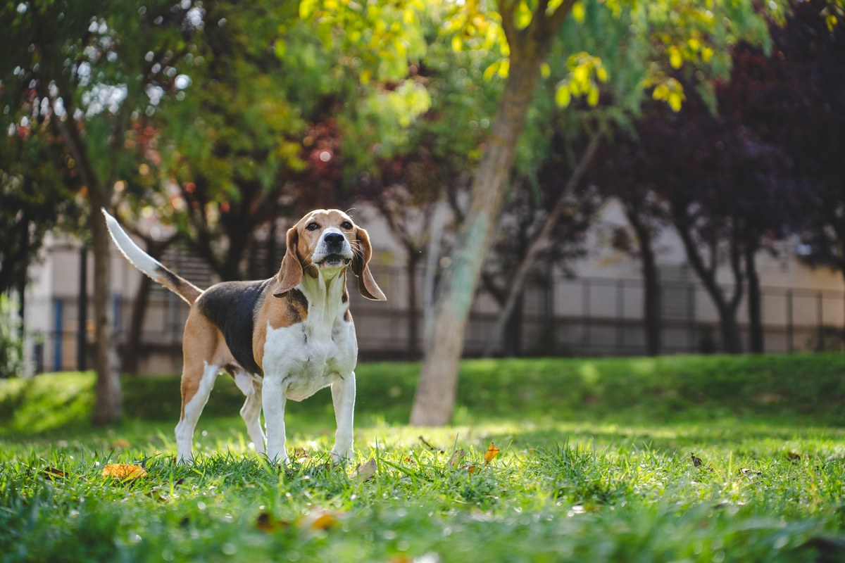 Beagle-Temperament: Was der Standard beschreibt