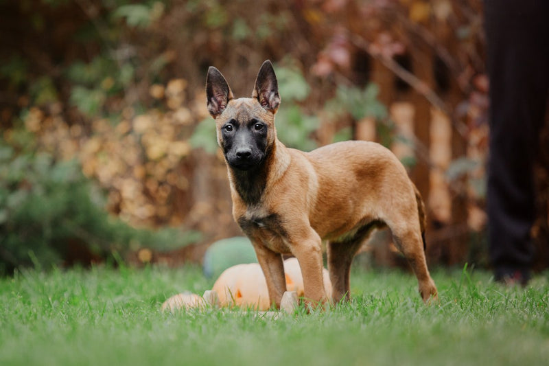 Belgischer Schäferhund: vier Varietäten, ein Arbeitshund
