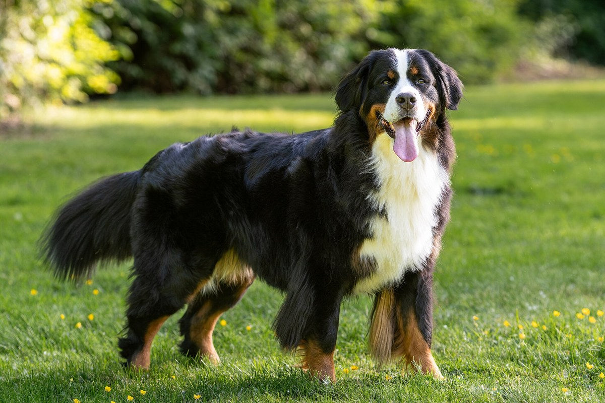 Berner Sennenhund: Größe, Wesen und Haltung