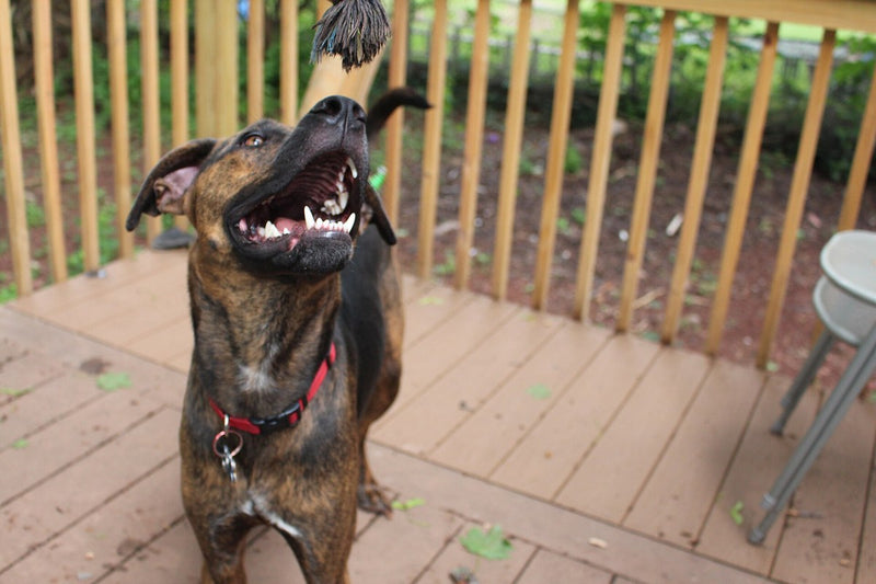 Warum besteigt mein Hund mich? Die Ursachen