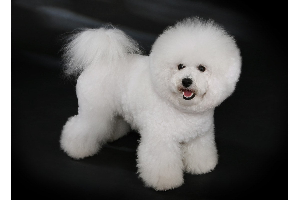 Bichon Frisé: Größe, Wesen und Fell