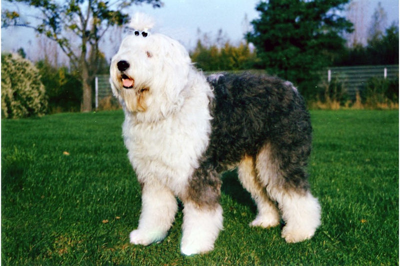 Bobtail: Größe, Wesen und Fellpflege