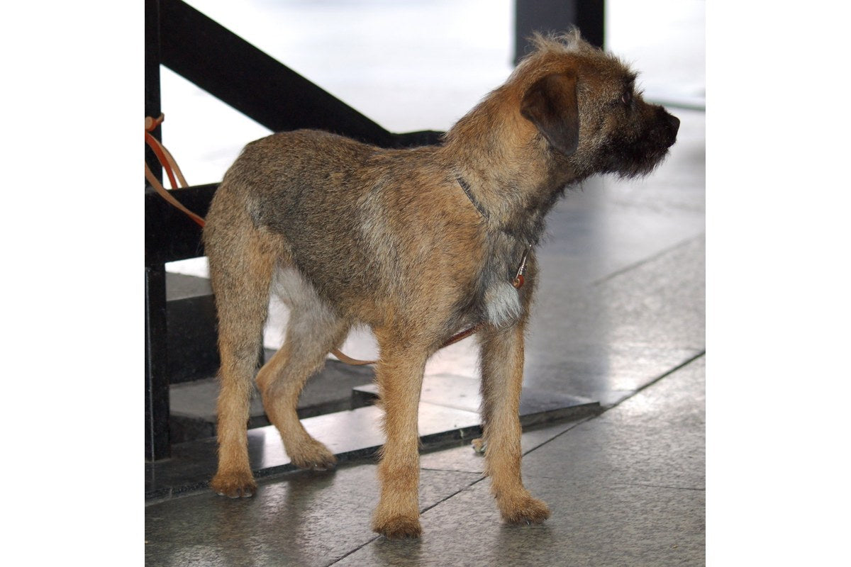 Border Terrier: Gewicht, Wesen und Haltung