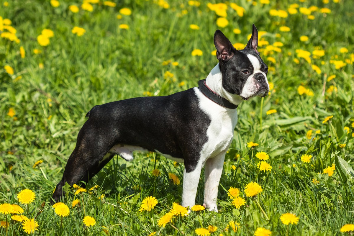 Boston Terrier: Wesen, Merkmale und Haltung