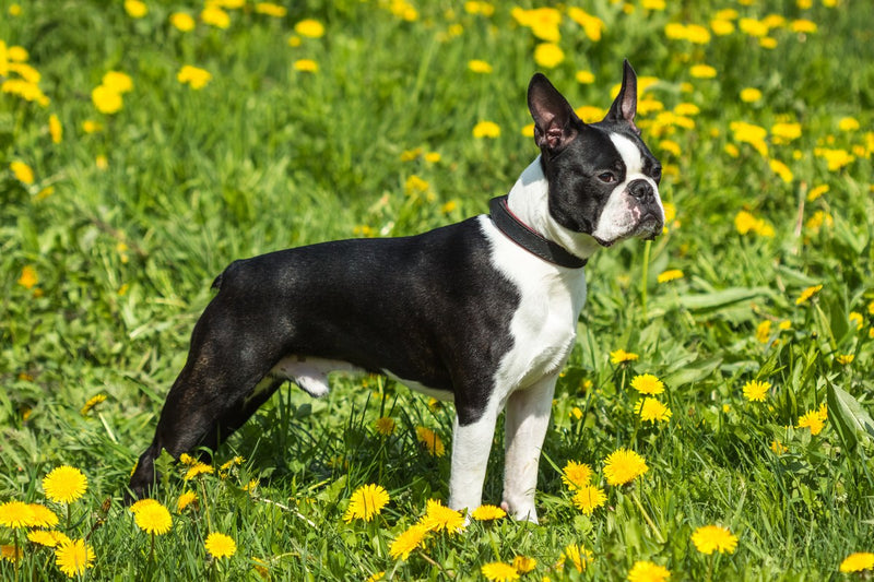 Boston Terrier: Wesen, Merkmale und Haltung