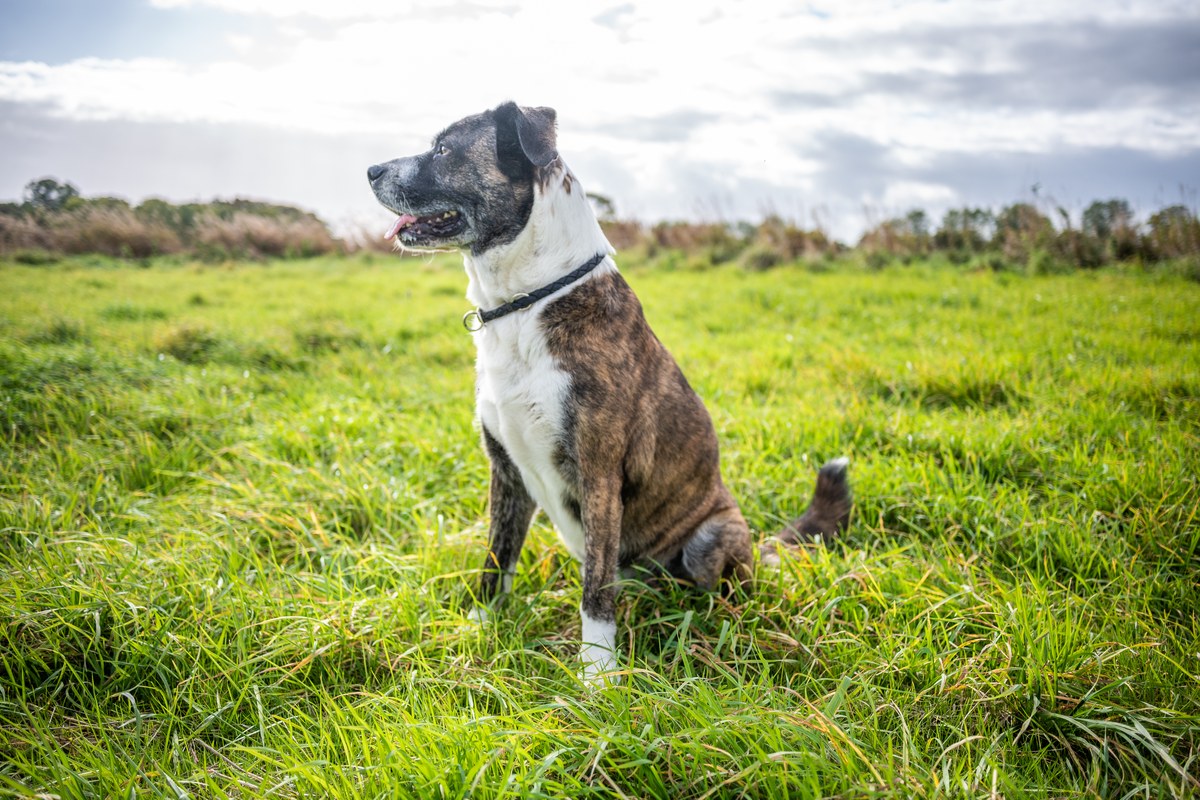 Boxer-Labrador-Mix: Was die Standards hergeben