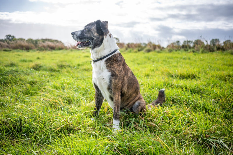 Boxer-Labrador-Mix: Was die Standards hergeben
