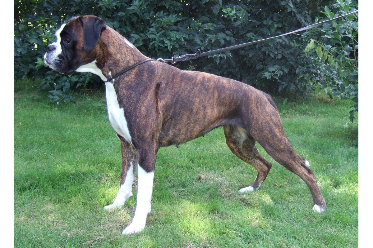 Boxer: Größe, Wesen und Haltung