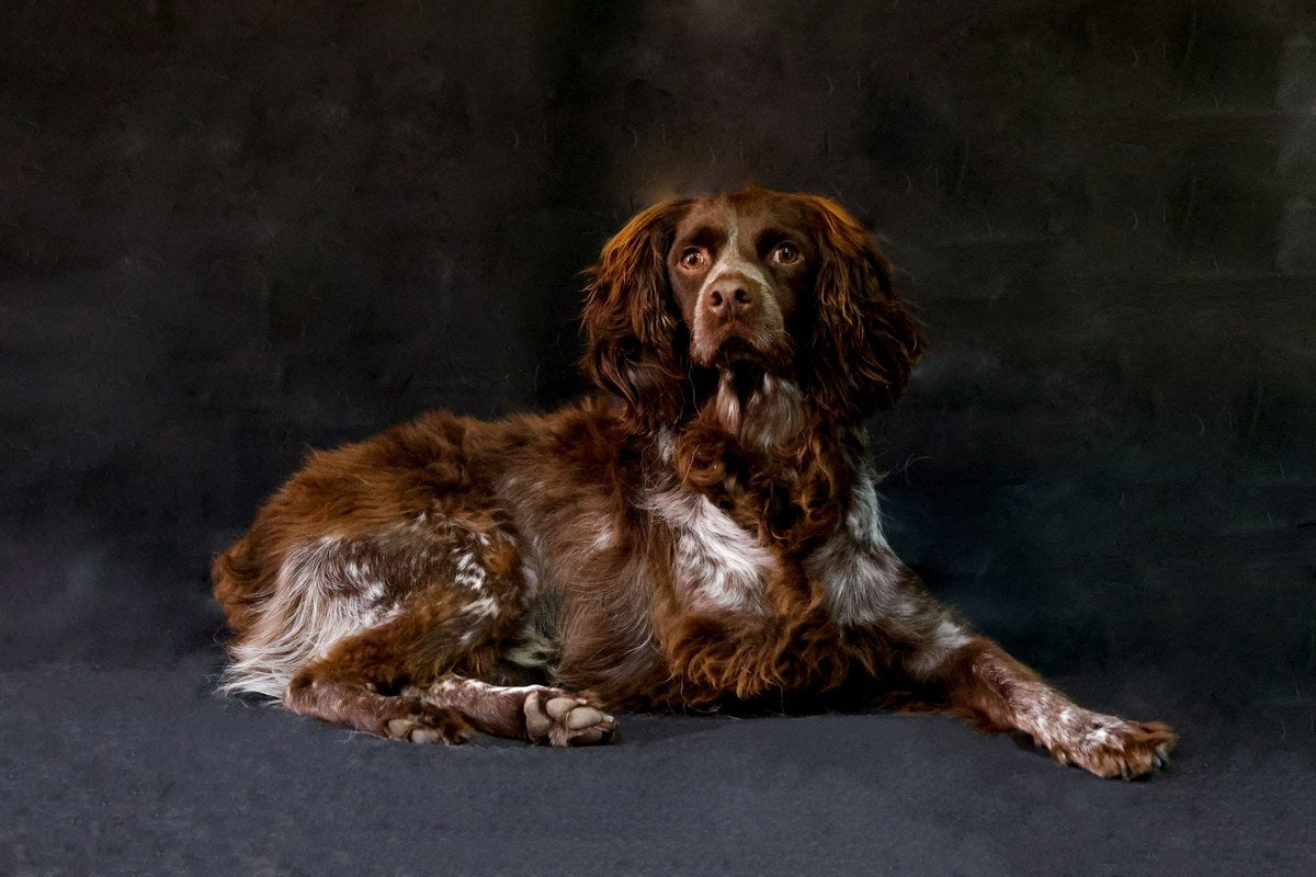 Boykin Spaniel: Was die FCI-Listen dazu sagen