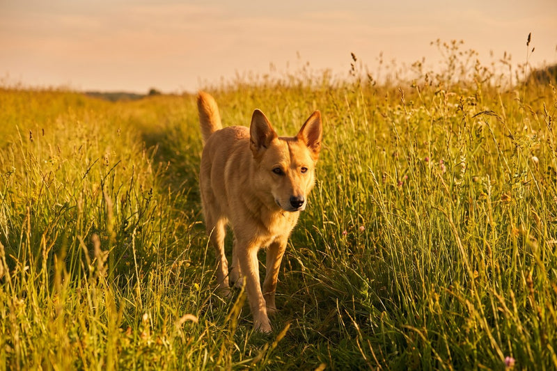 Bravecto für Hunde: Wirkung, Dosierung, Grenzen