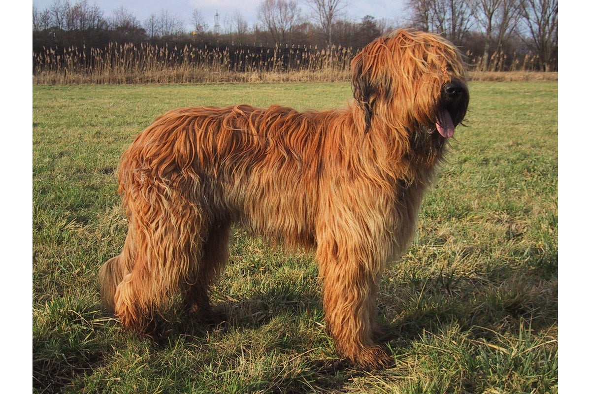 Briard: Größe, Wesen und Fellpflege