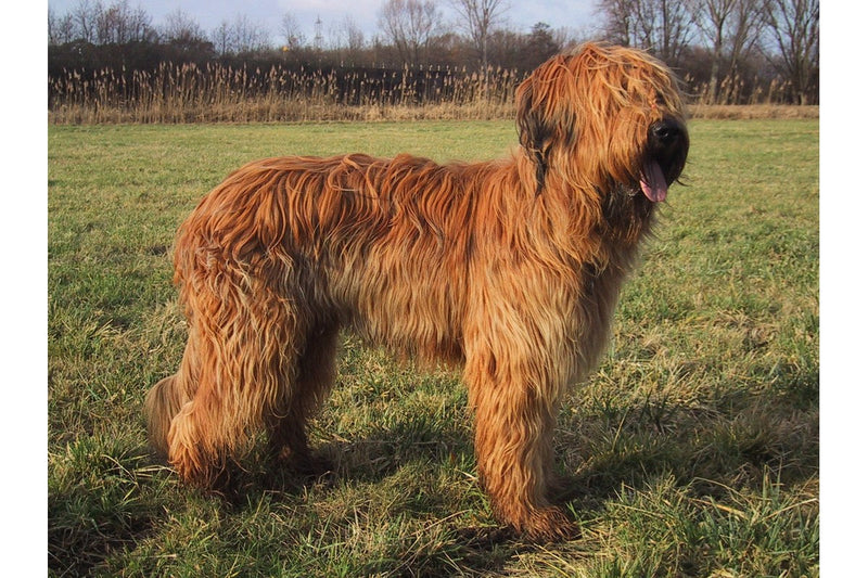 Briard: Größe, Wesen und Fellpflege