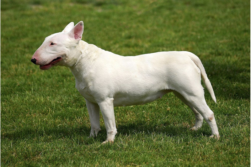 Bullterrier: Größe, Wesen und Haltung