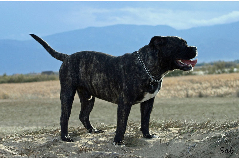 Ca de Bou (Mallorca-Dogge): Größe und Wesen