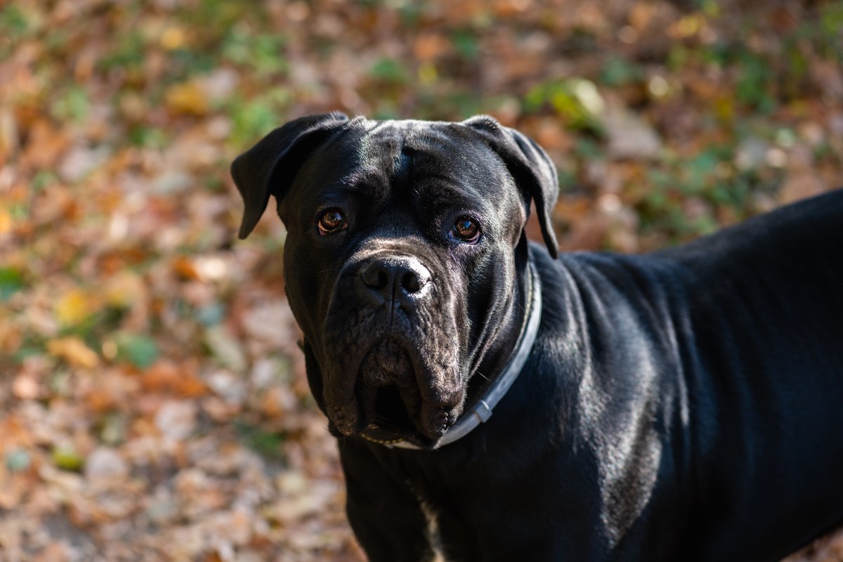 Cane Corso: Listenhund oder ruhiger Familienhund?