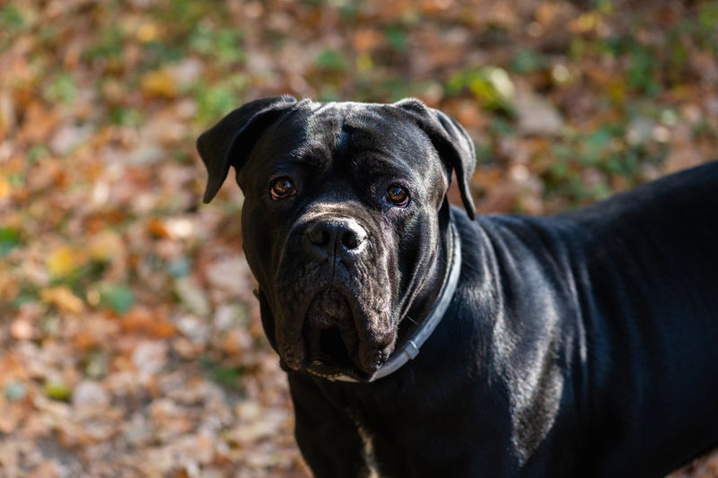 Cane Corso: Listenhund oder ruhiger Familienhund?